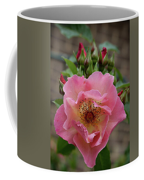 Floral Coffee Mug featuring the photograph Rose and buds by Shirley Mitchell