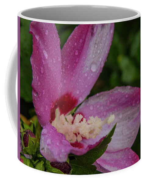 Flowers Coffee Mug featuring the photograph Rose of Sharon Hibiscus with rain drops by Garry McMichael