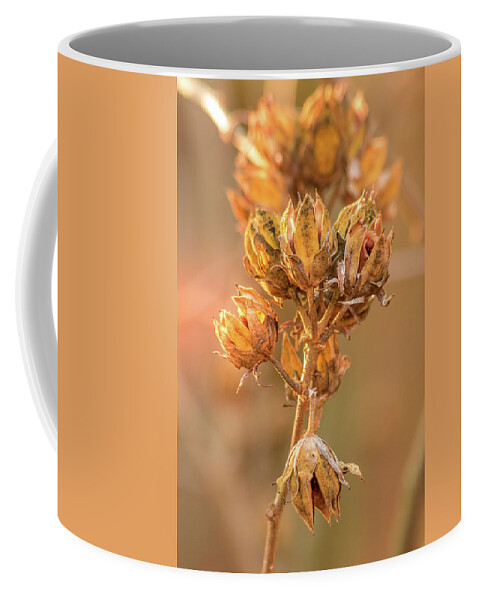 Rose Coffee Mug featuring the photograph Rose of Sharon in Winter by Allin Sorenson