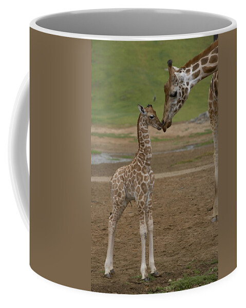 Mp Coffee Mug featuring the photograph Rothschild Giraffe Giraffa by San Diego Zoo