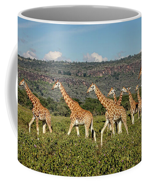 Giraffes Coffee Mug featuring the photograph Rothschild Giraffes on the march by Steven Upton