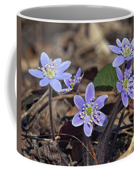 Flower Coffee Mug featuring the photograph Round-lobed Hepatica DSPF116 by Gerry Gantt