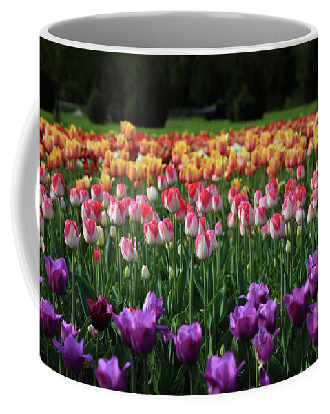 Rows Of Tulips Coffee Mug featuring the photograph Rows of Tulips by Rachel Cohen