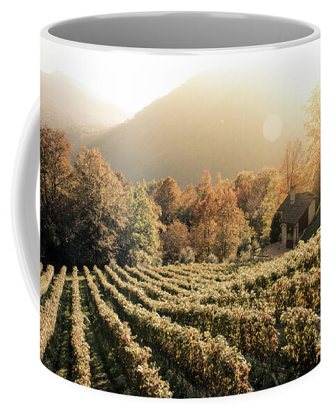 Autumn Coffee Mug featuring the photograph Rows of vine in a vineyard in ticino, switzerland at sunset by Amanda Mohler