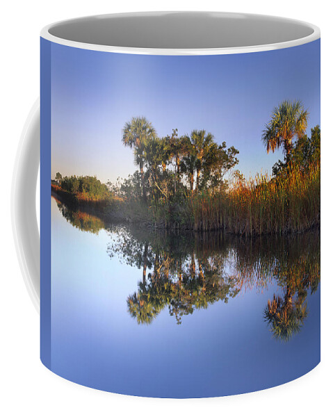 00175775 Coffee Mug featuring the photograph Royal Palm Trees And Reeds by Tim Fitzharris