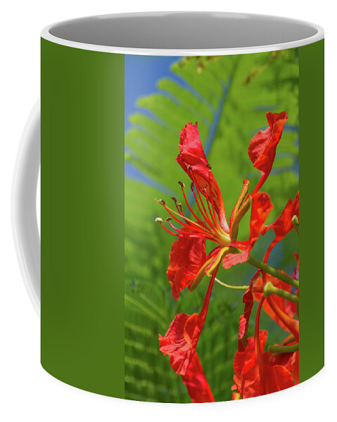 Royal Poinciana Coffee Mug featuring the photograph Royal Poinciana Flower by Paul Rebmann
