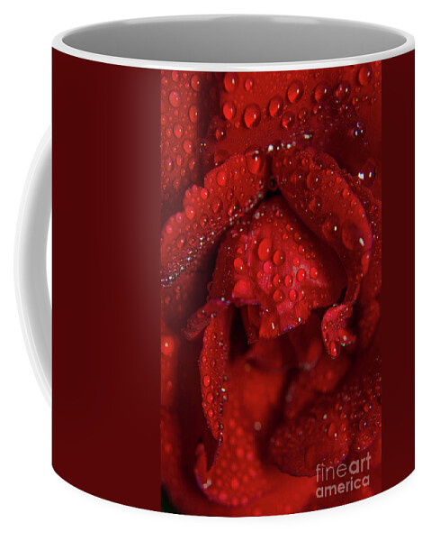 Botanical Photography Coffee Mug featuring the photograph Royal Red Rose Nature / Floral / Botanical Photograph by PIPA Fine Art - Simply Solid