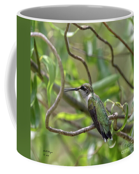 Hummingbirds Coffee Mug featuring the photograph Ruby-Throated Hummingbird - Female by DB Hayes