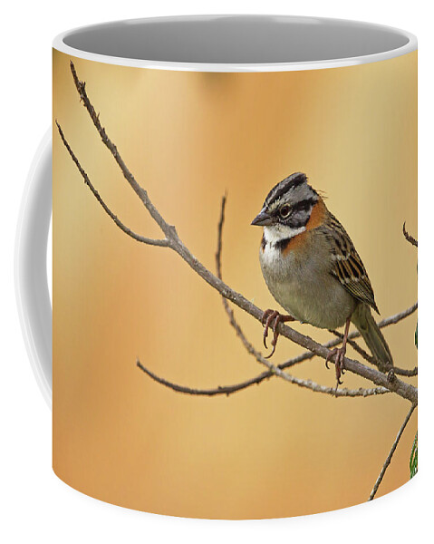 2015 Coffee Mug featuring the photograph Rufous-collared Sparrow by Jean-Luc Baron