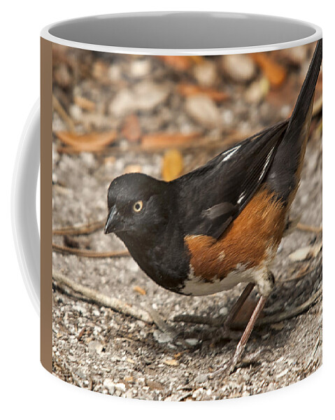 Eastern Towhee Coffee Mug featuring the photograph Rufus Towhee by John Harmon