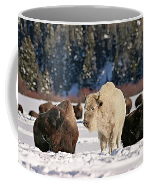 Bison Coffee Mug featuring the photograph Sacred Bison by Ronnie And Frances Howard