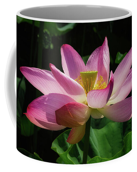 Lotus Coffee Mug featuring the photograph Sacred Lotus #2 by C Renee Martin