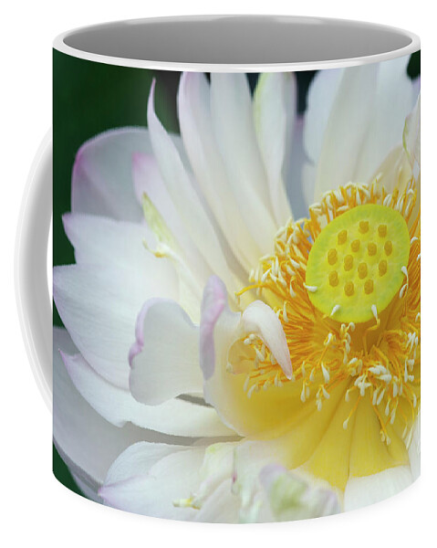 Nelumbo Nucifera Coffee Mug featuring the photograph Sacred Lotus Flower by Tim Gainey
