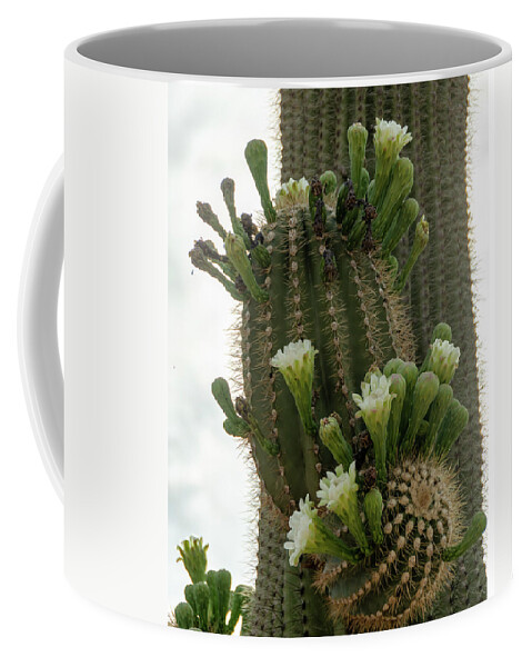 Wickenburg Coffee Mug featuring the photograph Saguaro buds and blooms by Gaelyn Olmsted