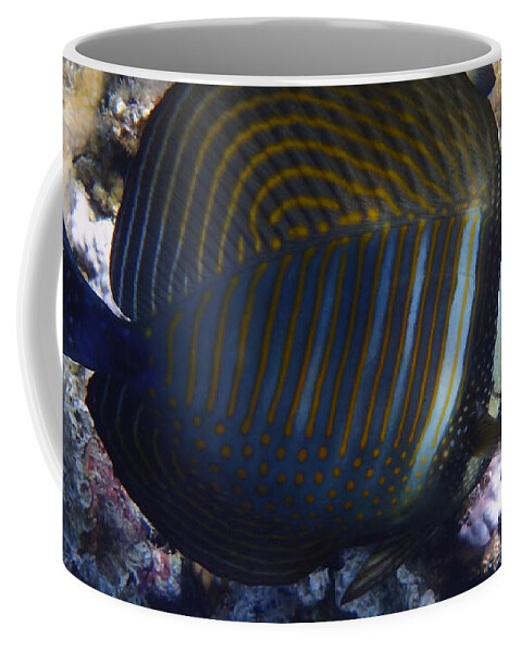 Sea Coffee Mug featuring the photograph Sailfin Tang by Johanna Hurmerinta