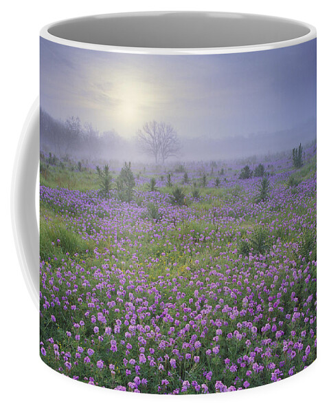 00170957 Coffee Mug featuring the photograph Sand Verbena Flower Field At Sunrise by Tim Fitzharris