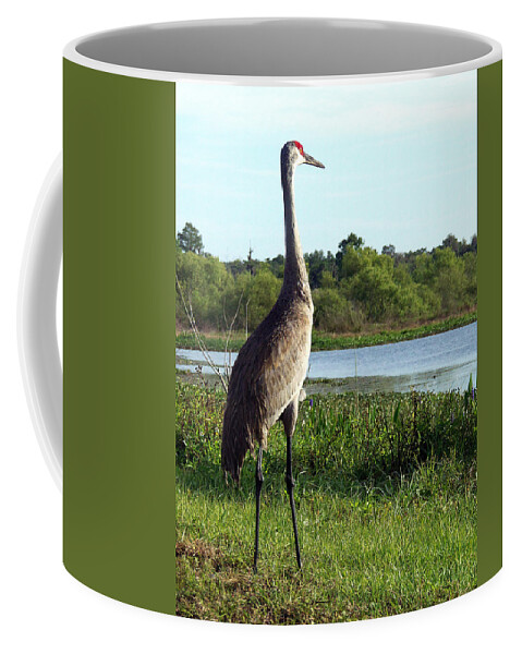 County Park Coffee Mug featuring the photograph Sandhill Crane 019 by Christopher Mercer