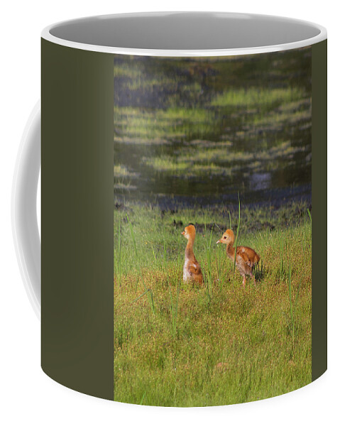 Sandhill Cranes Coffee Mug featuring the photograph Sandhill Crane babies by Richard Rizzo