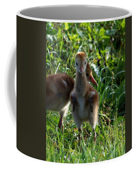 Animals Coffee Mug featuring the photograph Sandhill Crane Chick 086 by Christopher Mercer