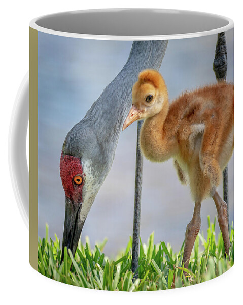 Myeress Coffee Mug featuring the photograph Sandhill crane with colt by Joe Myeress