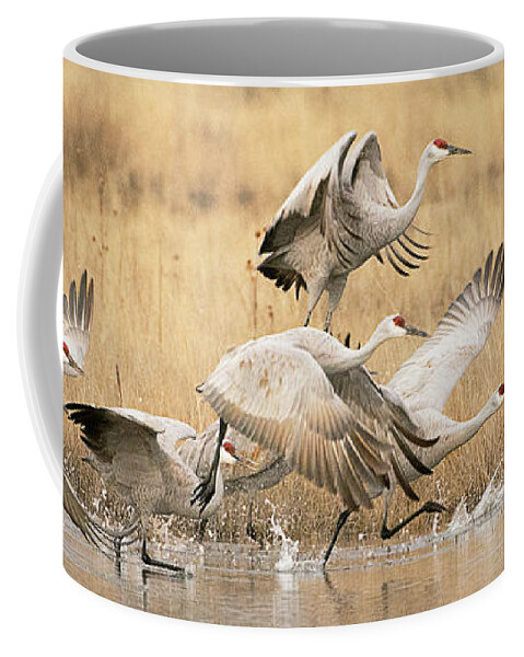 Bird Coffee Mug featuring the photograph Sandhill Cranes Taking Flight by Dennis Hammer