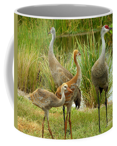 Sandhill Cranes Coffee Mug featuring the photograph Sandhill Cranes On Alert by Larry Nieland
