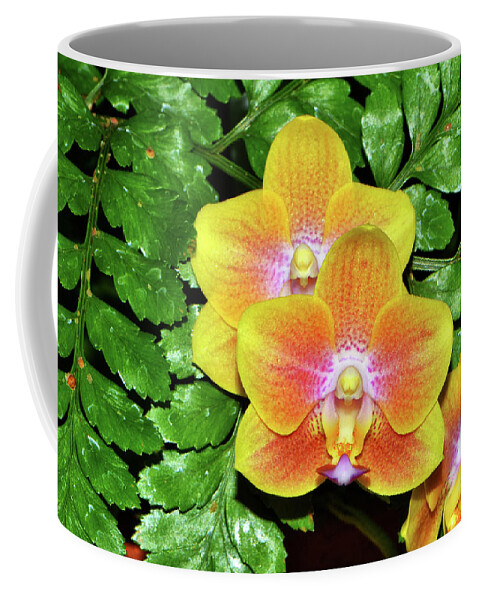 Orchid Coffee Mug featuring the photograph Sara Gold Orchids 003 by George Bostian