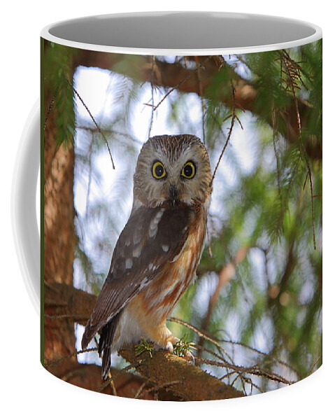 Owl Coffee Mug featuring the photograph Saw-whet Owl by Bruce J Robinson