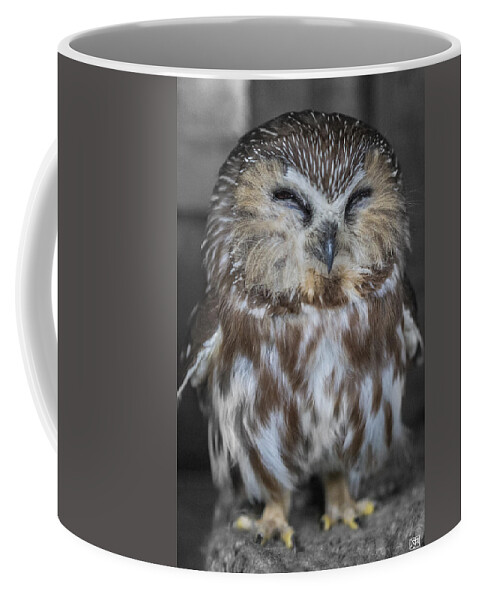 Owl Coffee Mug featuring the photograph Saw Whet Owl by John Meader