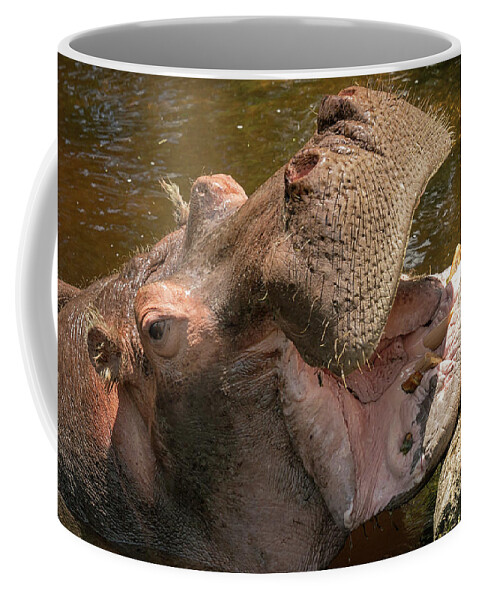 Hippo Coffee Mug featuring the photograph Say Ahhhh by Travis Rogers