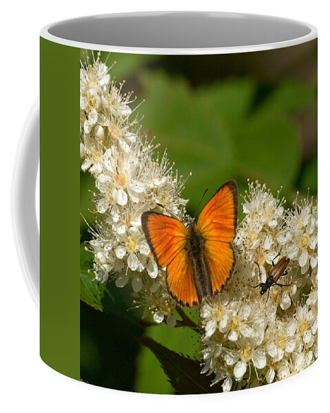 Lehtokukka Coffee Mug featuring the photograph Scarce copper 2 by Jouko Lehto