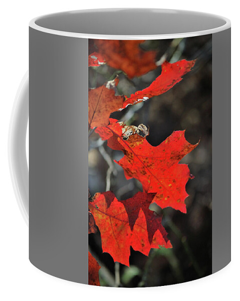 Autumn Coffee Mug featuring the photograph Scarlet Autumn by Ron Cline