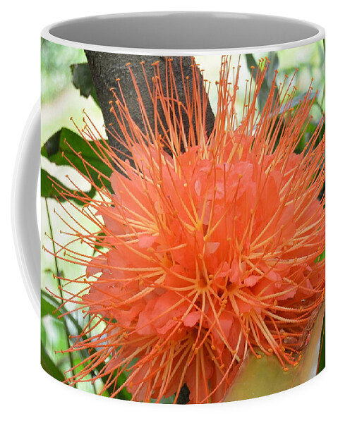 Kauai Coffee Mug featuring the photograph Scarlet Flame Bean Flower by Amy Fose
