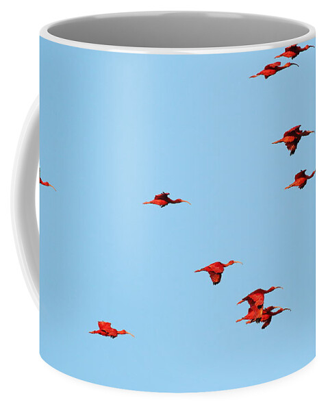 Trinidad Coffee Mug featuring the photograph Scarlet Ibis at Caroni Swamp by Steve Wolfe