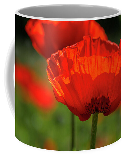 Agriculture Coffee Mug featuring the photograph Scarlet Poppies by Teri Virbickis