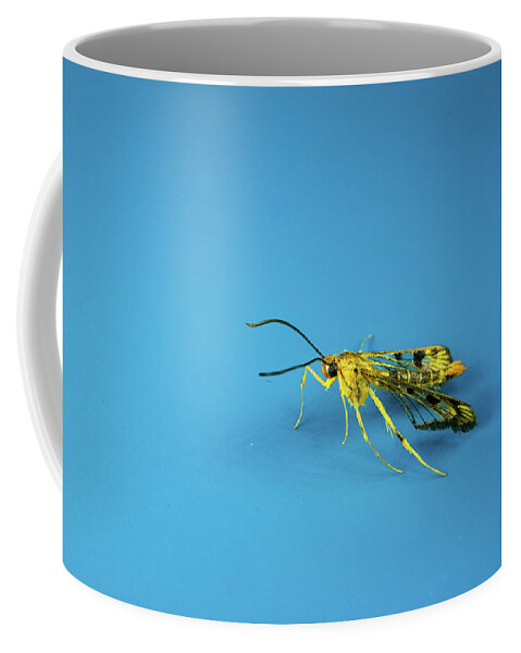 Scorpionfly Coffee Mug featuring the photograph Scorpion Fly Walking By by Douglas Barnett