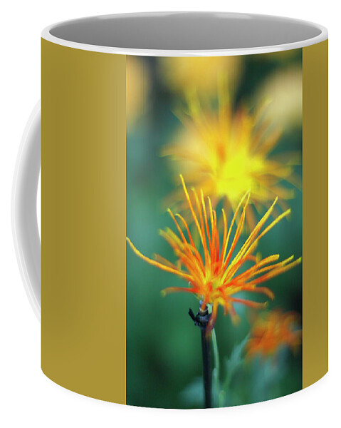Mum Coffee Mug featuring the photograph Scraggly Mum by Cate Franklyn