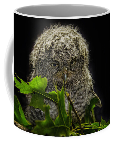 Owl Coffee Mug featuring the photograph Screech Owlet by Peg Runyan