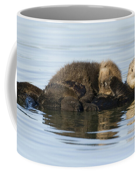 00429658 Coffee Mug featuring the photograph Sea Otter Mother And Pup Elkhorn Slough by Sebastian Kennerknecht