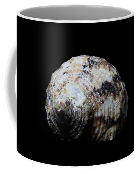 Sea Shell Coffee Mug featuring the photograph Sea Shell 5 by David Stasiak