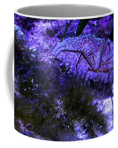 Sea Spider Coffee Mug featuring the photograph Sea Spider by Francesca Mackenney