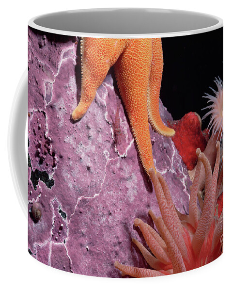 Mp Coffee Mug featuring the photograph Sea Star and Anemones Baffin Isl by Flip Nicklin