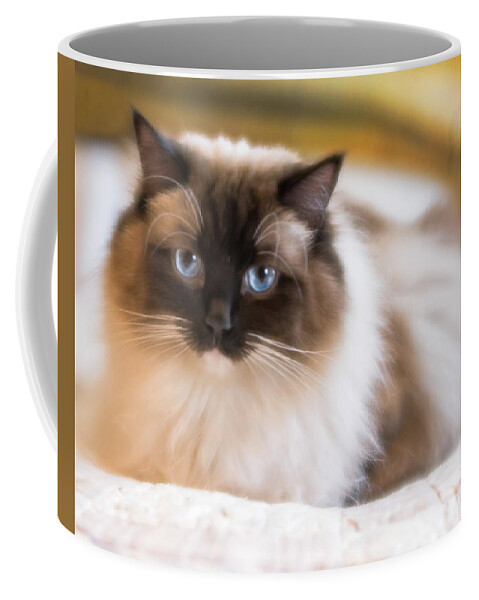 Cat Coffee Mug featuring the photograph Seal Point Bicolor Ragdoll Cat by Jennifer Grossnickle