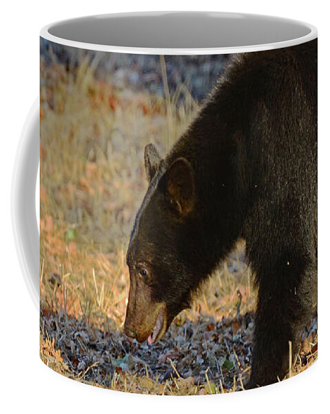 Brown Bear Coffee Mug featuring the photograph Searching for Acorns by Debby Pueschel