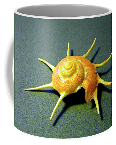 Frank Wilson Coffee Mug featuring the photograph Seashell Guildfordia yoca by Frank Wilson