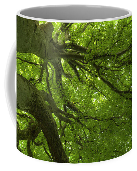 Tree Coffee Mug featuring the photograph Secular tree view, surrounded with green light by Nicola Aristolao
