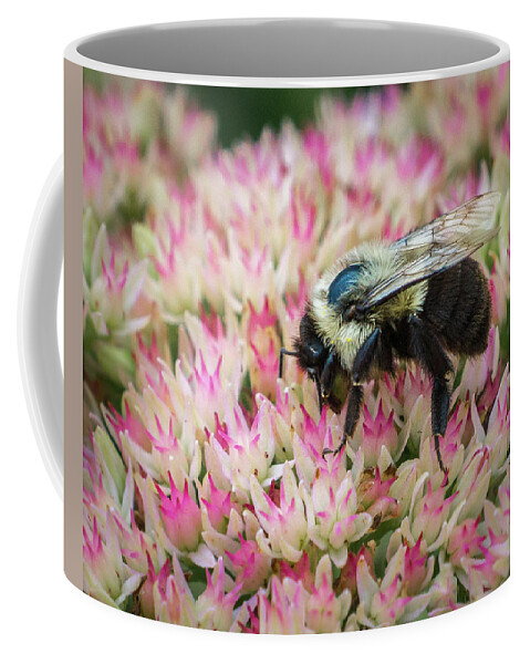 Bee Coffee Mug featuring the photograph Sedum Bumbler by Bill Pevlor