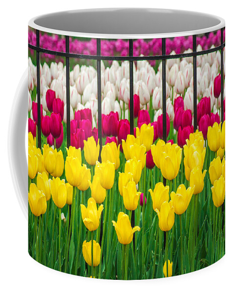 White Coffee Mug featuring the photograph Segregated Spring by Bill Pevlor