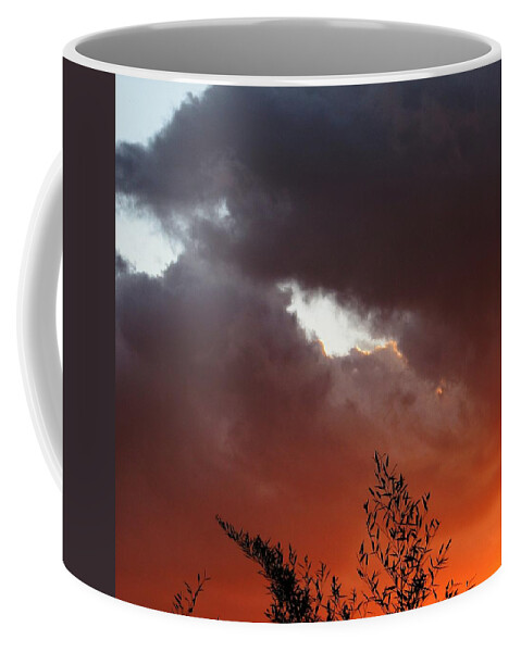 Tree Coffee Mug featuring the photograph Sever by Chris Dunn