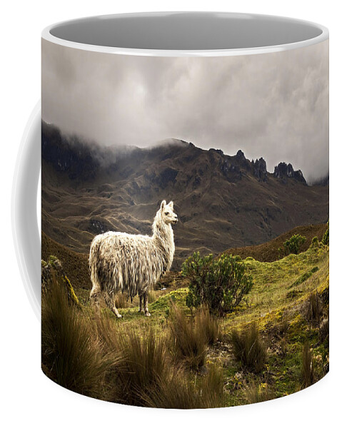 Alpaca Coffee Mug featuring the photograph Shaggy Llama by Maria Coulson